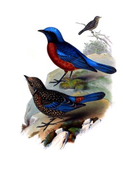 Hayvanlar eski resim çizimi