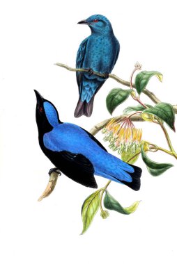 Hayvanlar eski resim çizimi