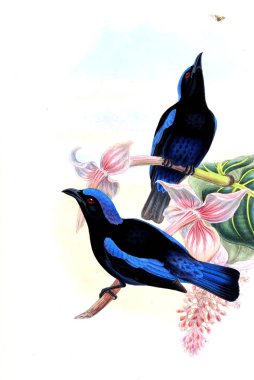 Hayvanlar eski resim çizimi