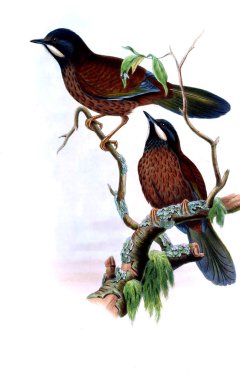 Hayvanlar eski resim çizimi