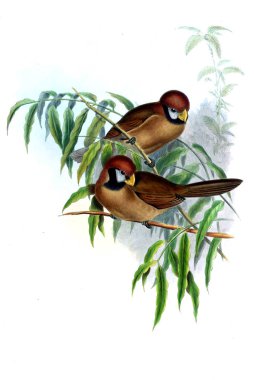 Hayvanlar eski resim çizimi