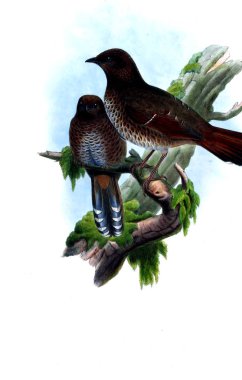 Hayvanlar eski resim çizimi