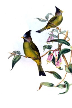 Hayvanlar eski resim çizimi