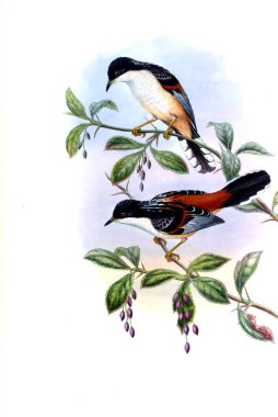 Hayvanlar eski resim çizimi