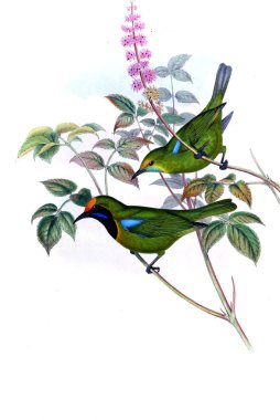 Hayvanlar eski resim çizimi