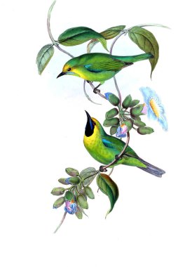 Hayvanlar eski resim çizimi