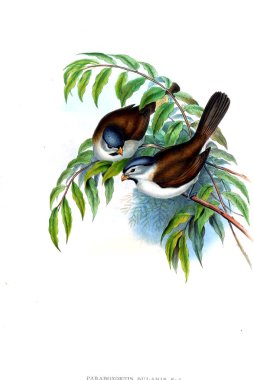 Hayvanlar eski resim çizimi