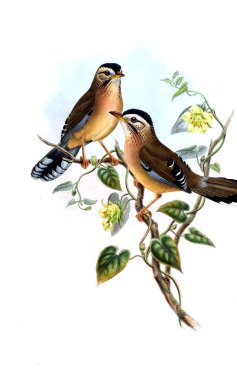 Hayvanlar eski resim çizimi