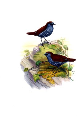 Hayvanlar eski resim çizimi