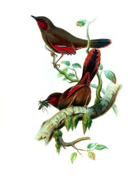 Hayvanlar eski resim çizimi