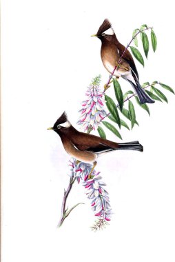 Hayvanlar eski resim çizimi