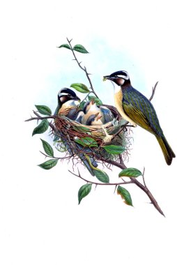 Hayvanlar eski resim çizimi