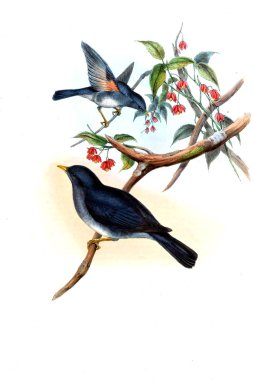 Hayvanlar eski resim çizimi