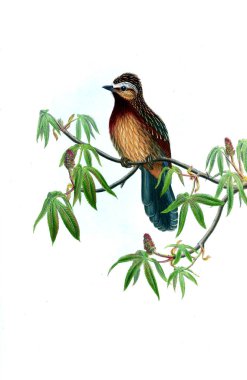 Hayvanlar eski resim çizimi