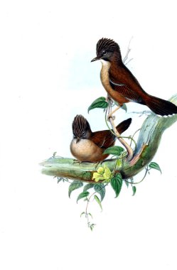 Hayvanlar eski resim çizimi