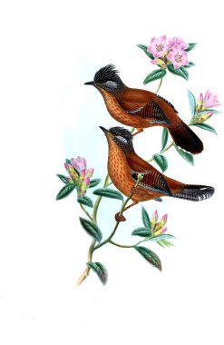 Hayvanlar eski resim çizimi