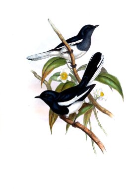 Hayvanlar eski resim çizimi