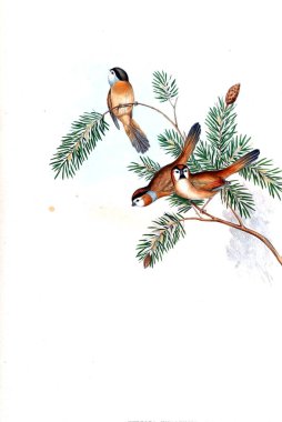 Hayvanlar eski resim çizimi