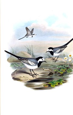 Hayvanlar eski resim çizimi