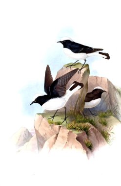 Hayvanlar eski resim çizimi