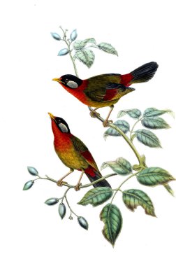 Hayvanlar eski resim çizimi