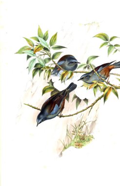 Hayvanlar eski resim çizimi