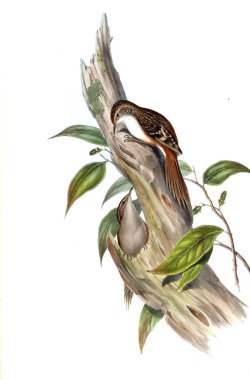 Hayvanlar eski resim çizimi