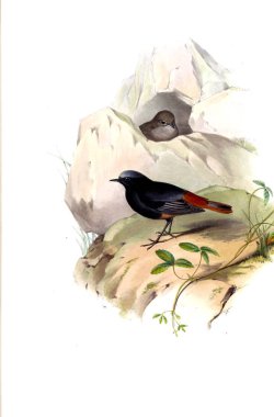 Hayvanlar eski resim çizimi