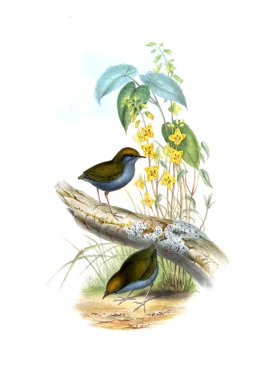 Hayvanlar eski resim çizimi