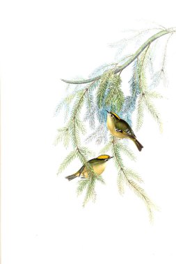 Hayvanlar eski resim çizimi