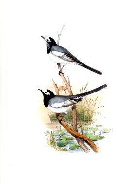 Hayvanlar eski resim çizimi