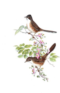 Hayvanlar eski resim çizimi