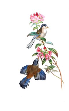 Hayvanlar eski resim çizimi