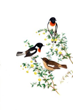 Hayvanlar eski resim çizimi