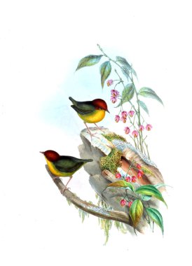 Hayvanlar eski resim çizimi