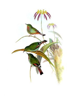 Hayvanlar eski resim çizimi