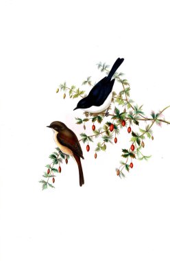 Hayvanlar eski resim çizimi