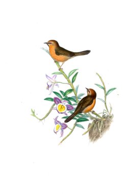 Hayvanlar eski resim çizimi