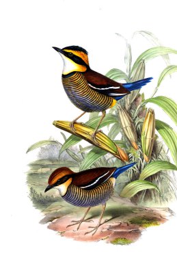 Hayvanlar eski resim çizimi