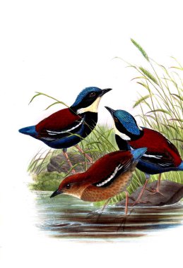 Hayvanlar eski resim çizimi