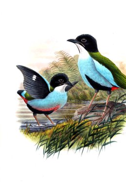 Hayvanlar eski resim çizimi