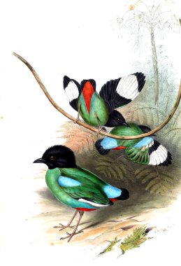 Hayvanlar eski resim çizimi