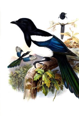 Hayvanlar eski resim çizimi