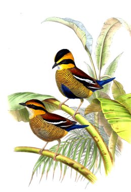 Hayvanlar eski resim çizimi