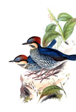 Hayvanlar eski resim çizimi