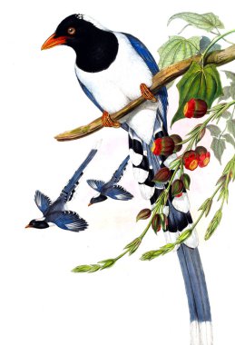 Hayvanlar eski resim çizimi