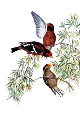 Hayvanlar eski resim çizimi