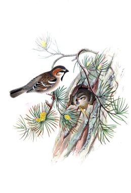 Hayvanlar eski resim çizimi