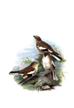 Hayvanlar eski resim çizimi