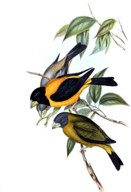 Hayvanlar eski resim çizimi